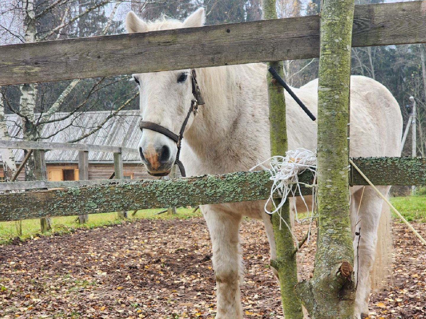 солнечногорск, культура, общество,