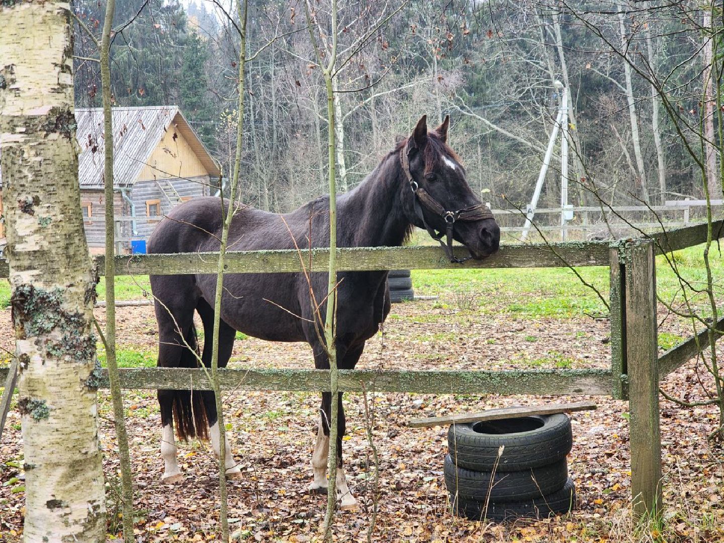 солнечногорск, культура, общество,