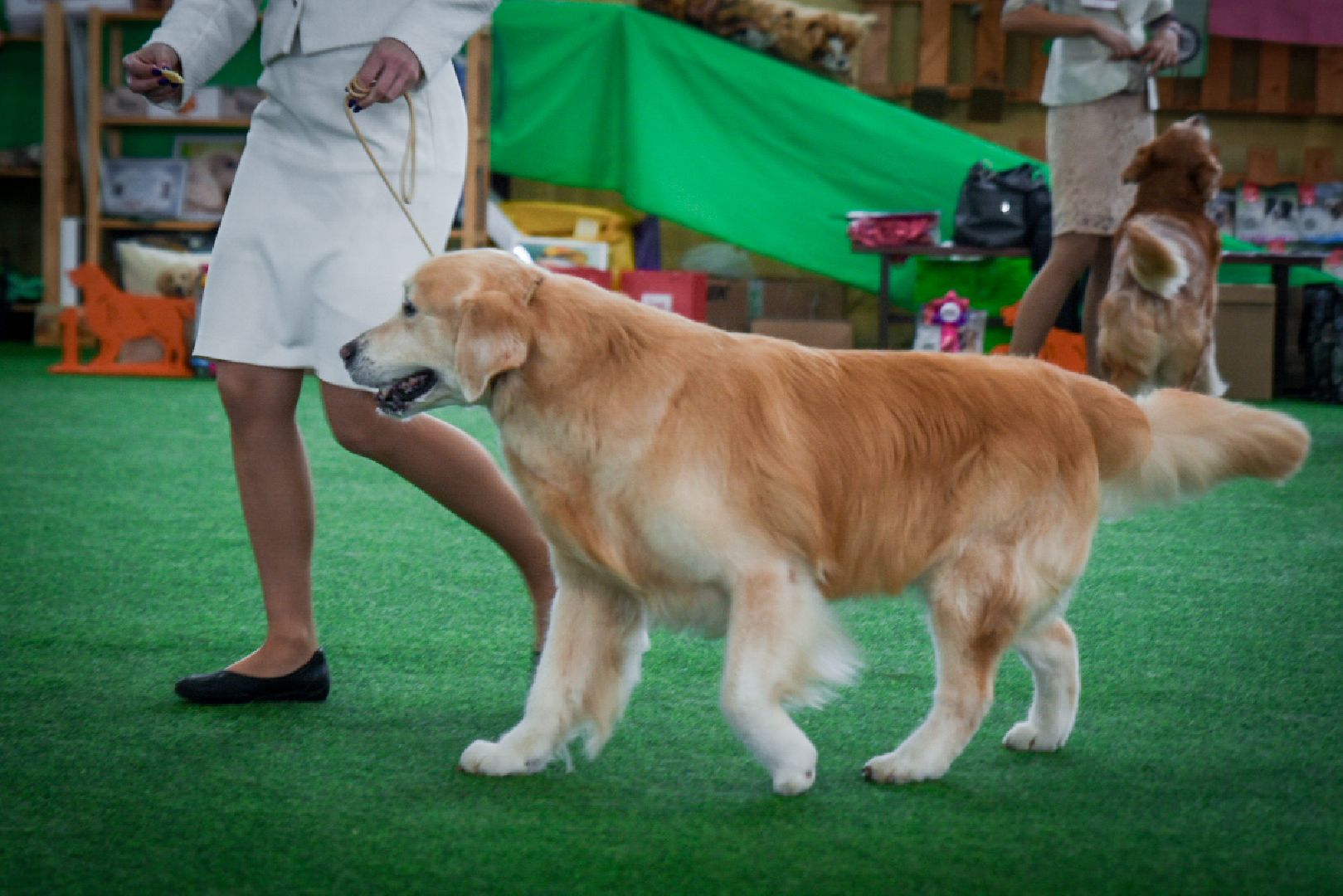 бронницы, выставка собак в бронницах, выставка ретриверов в бронницах, российский ретривер клуб,
