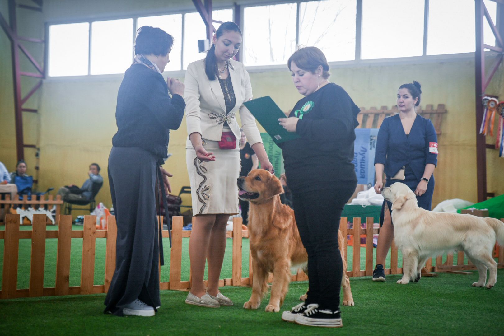 бронницы, выставка собак в бронницах, выставка ретриверов в бронницах, российский ретривер клуб,