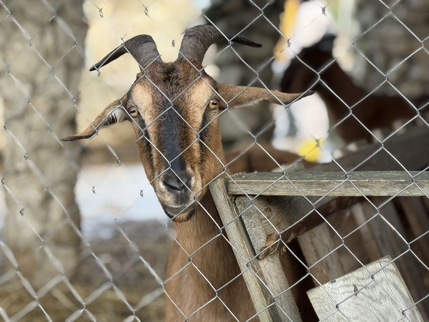 раменское, фестиваль тыкв, туризм, ферма 56,