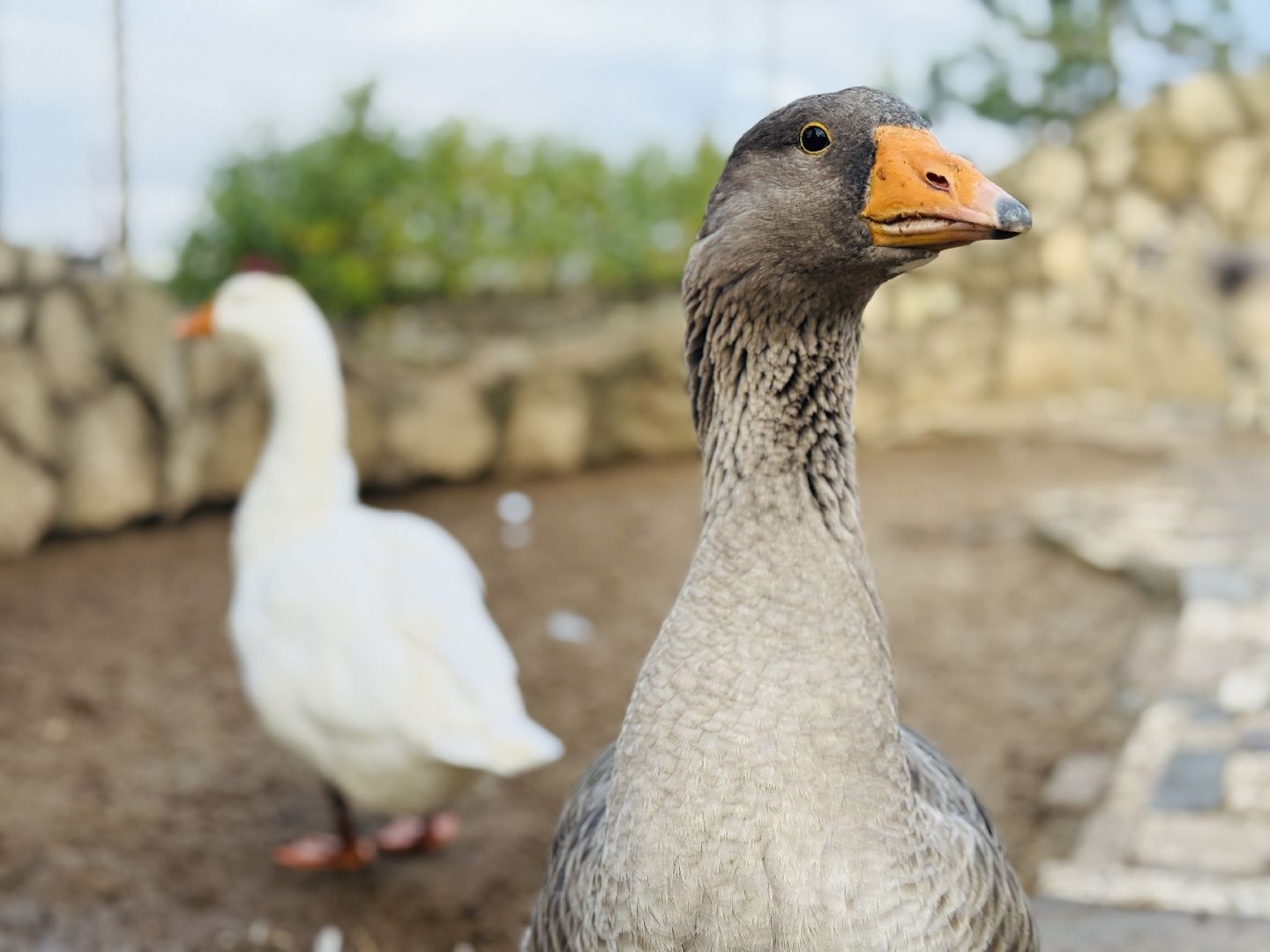 раменское, фестиваль тыкв, туризм, ферма 56,