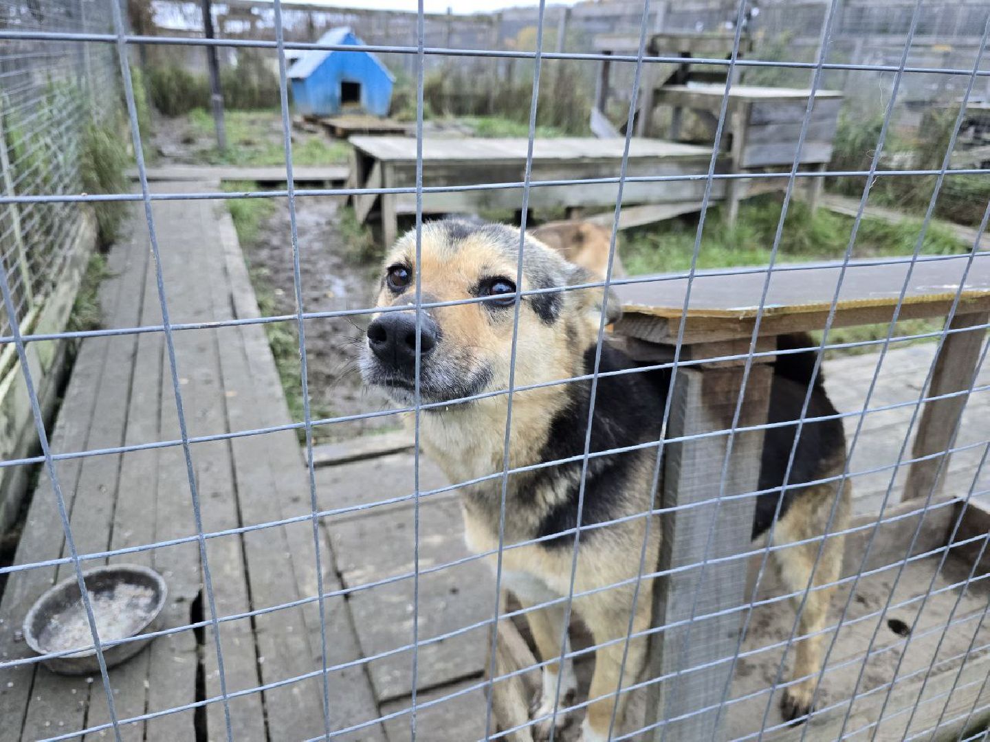 можайск, можайский муниципальный округ, подмосковье, приют для бездомных животных, пожар, волонтеры подмосковья, помощь приюту, собаки, бездомные животные,