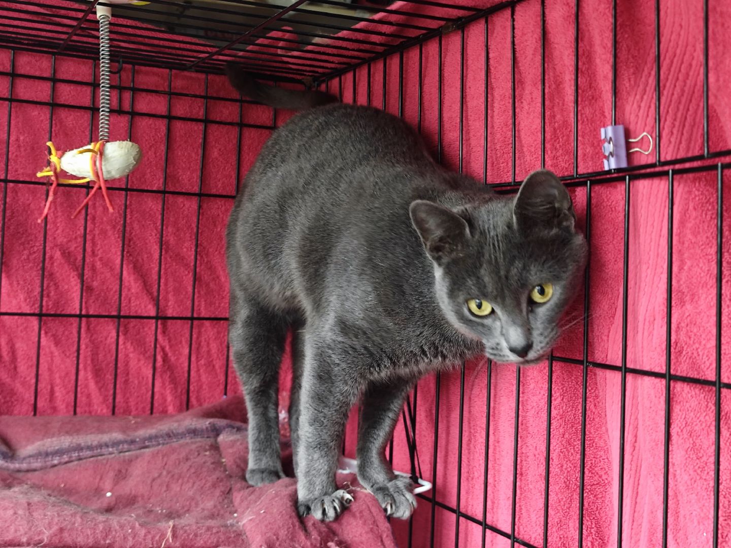 Сергиев Посад, приют бездомных животных, помощь животным,