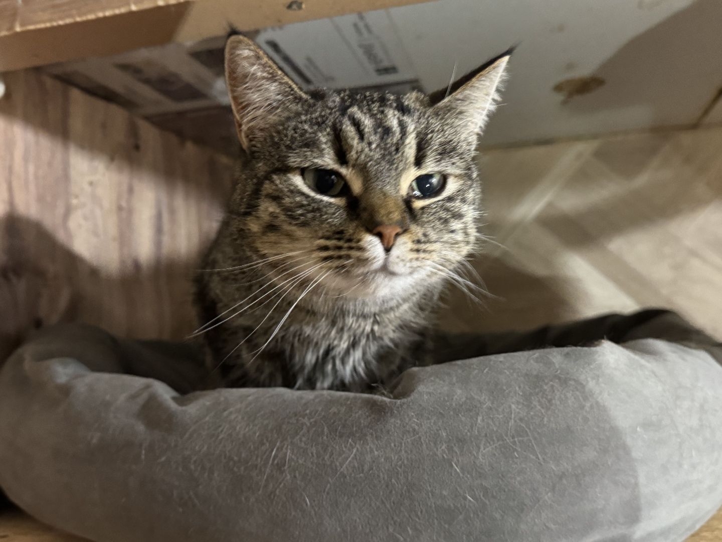 Сергиев Посад, приют бездомных животных, помощь животным,