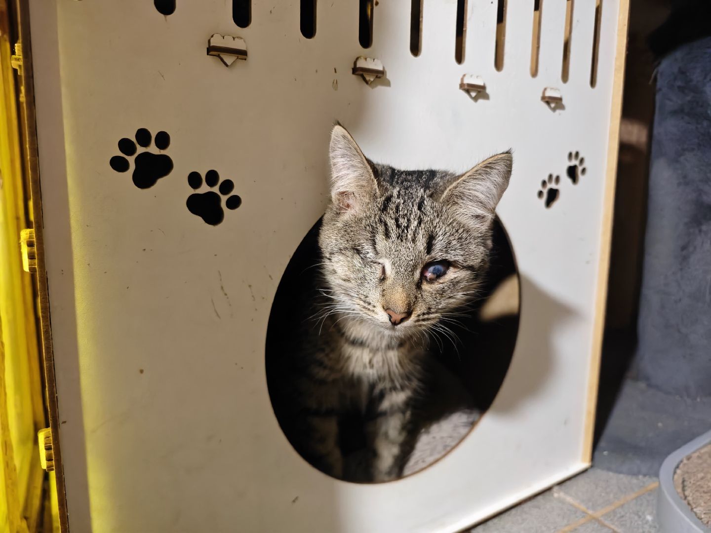 Сергиев Посад, приют бездомных животных, помощь животным,