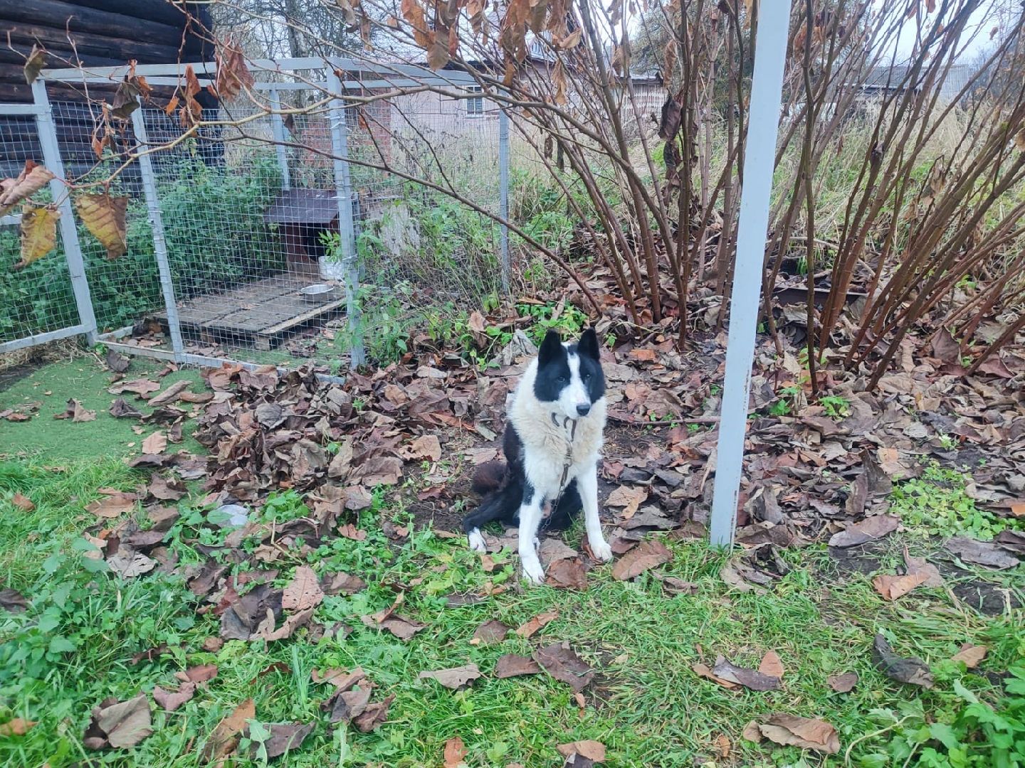 Сергиев Посад, приют бездомных животных, помощь животным,