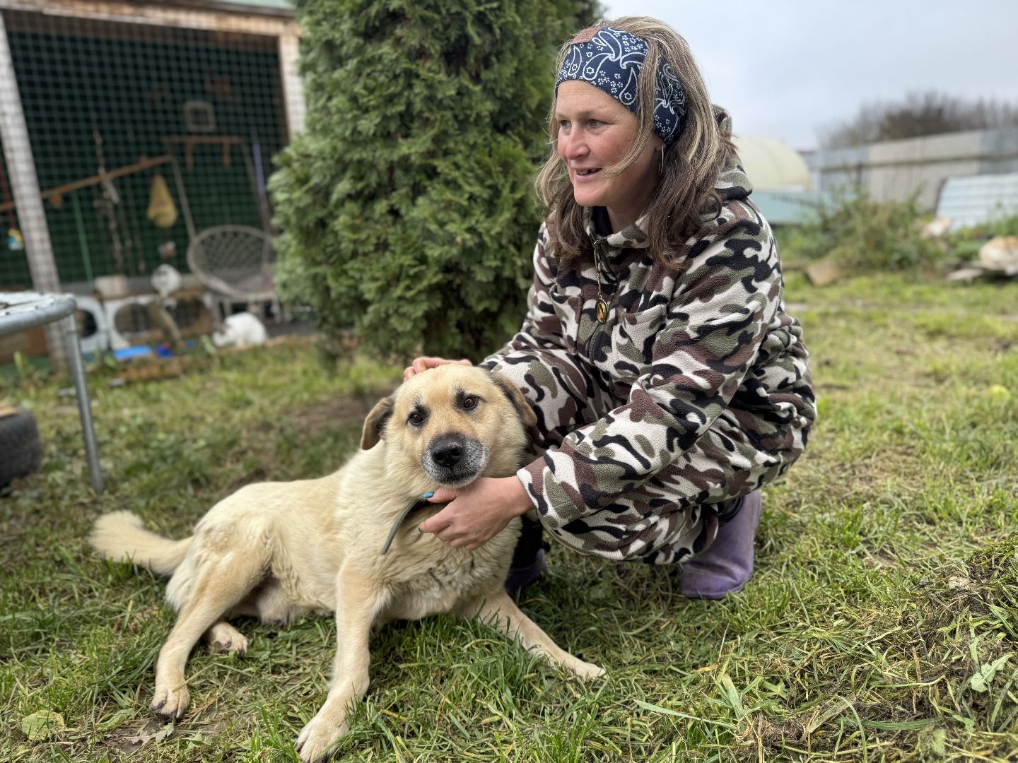 Сергиев Посад, приют бездомных животных, помощь животным,