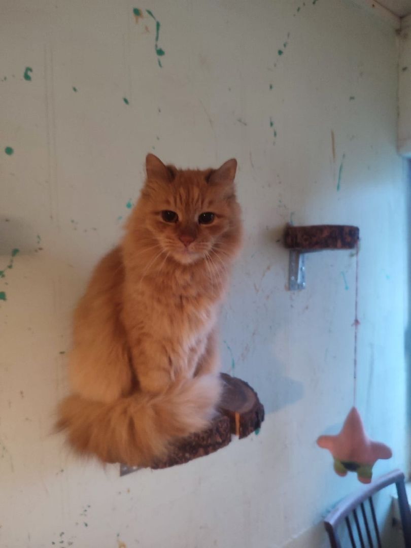 Сергиев Посад, приют бездомных животных, помощь животным,