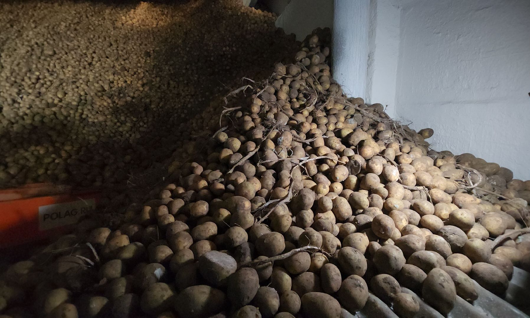 серпухов, ао дашковка, урожай-2025 в серпухове, овощехранилище в серпухове, сельское хозяйство в серпухове,