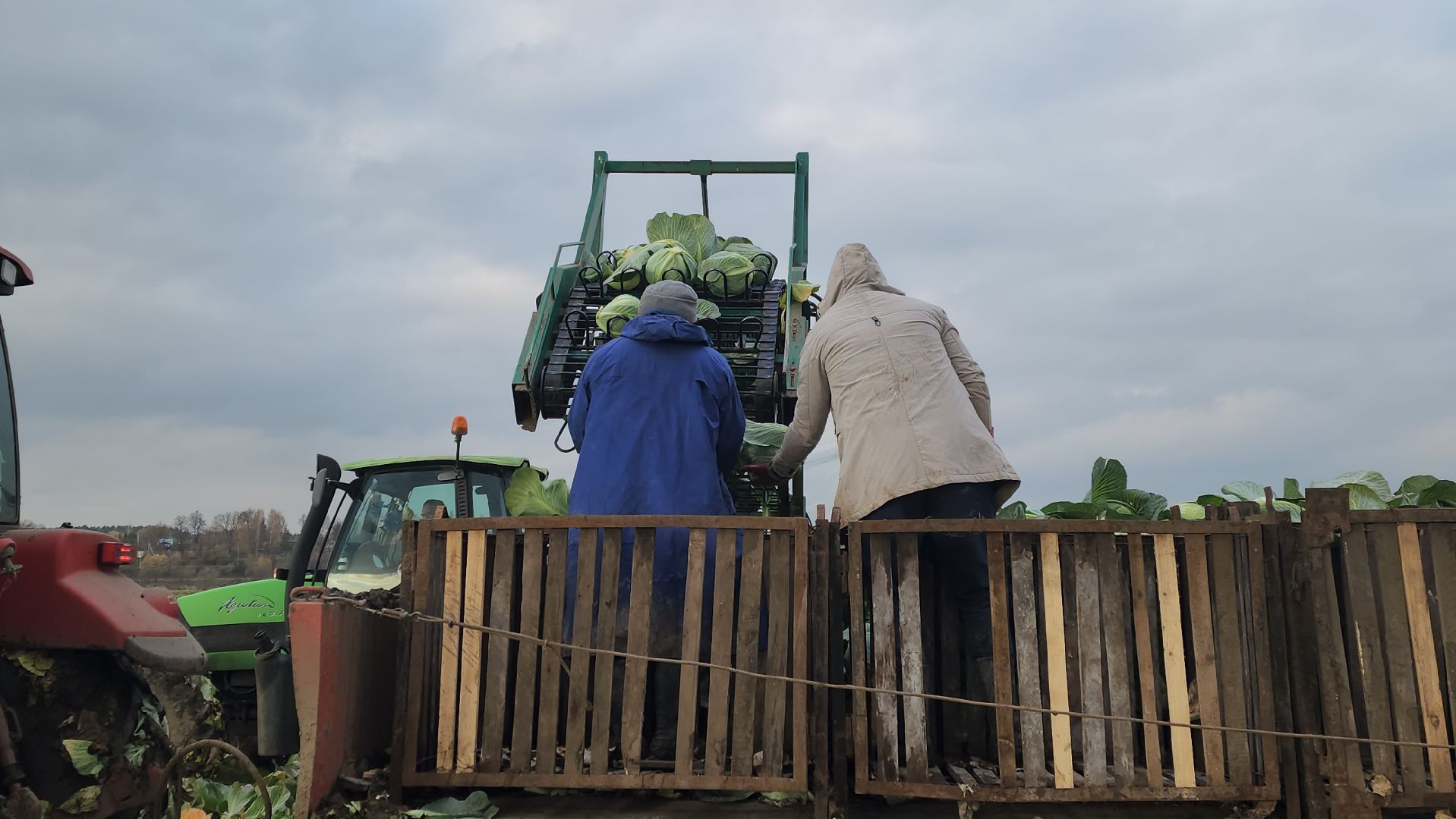 серпухов, ао дашковка, урожай-2025 в серпухове, овощехранилище в серпухове, сельское хозяйство в серпухове,