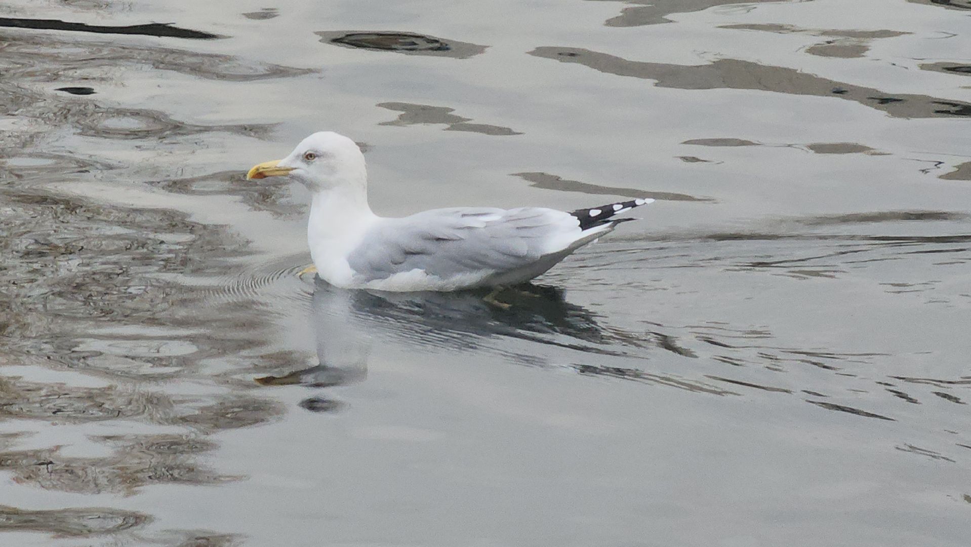 Люберцы, наташинские пруды, наташинский парк, очистка прибрежной зоны,