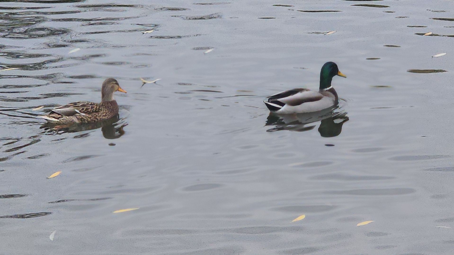 Люберцы, наташинские пруды, наташинский парк, очистка прибрежной зоны,