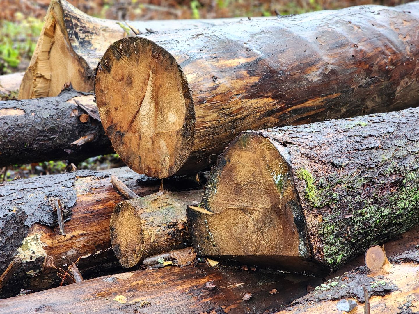 сергиев посад, сергиево-посадский городской округ, высоково, мособллес, санитарная вырубка, выборочная рубка, санитарно-оздоровительные мероприятия, леса подмосковья,