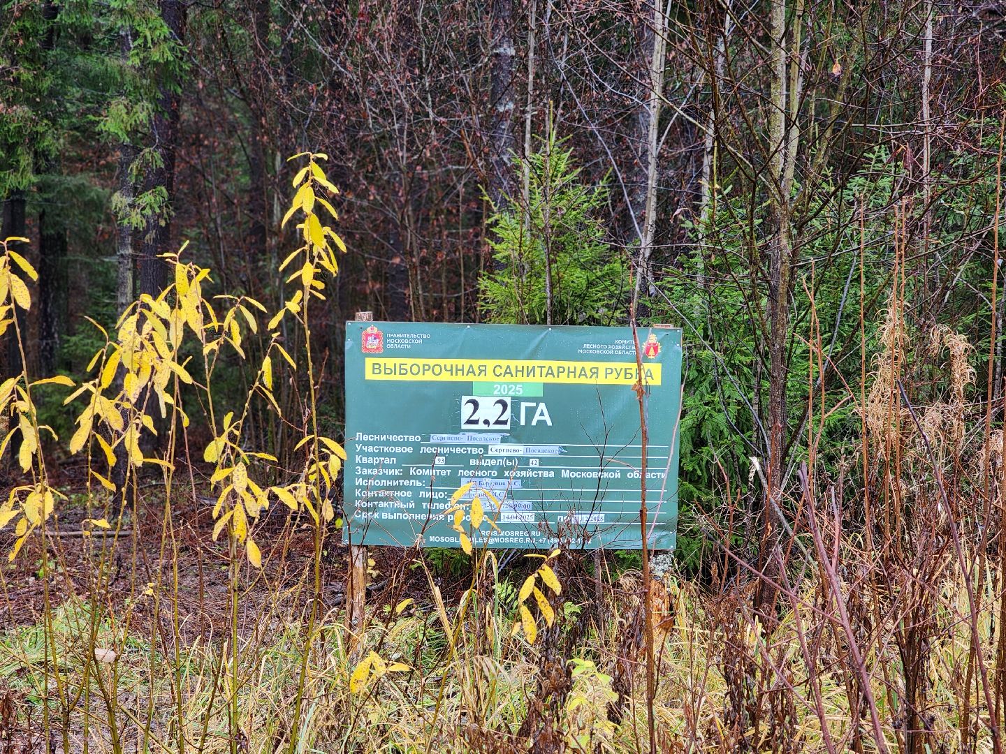 сергиев посад, сергиево-посадский городской округ, высоково, мособллес, санитарная вырубка, выборочная рубка, санитарно-оздоровительные мероприятия, леса подмосковья,