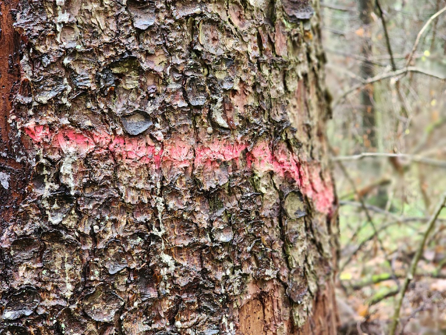 сергиев посад, сергиево-посадский городской округ, высоково, мособллес, санитарная вырубка, выборочная рубка, санитарно-оздоровительные мероприятия, леса подмосковья,