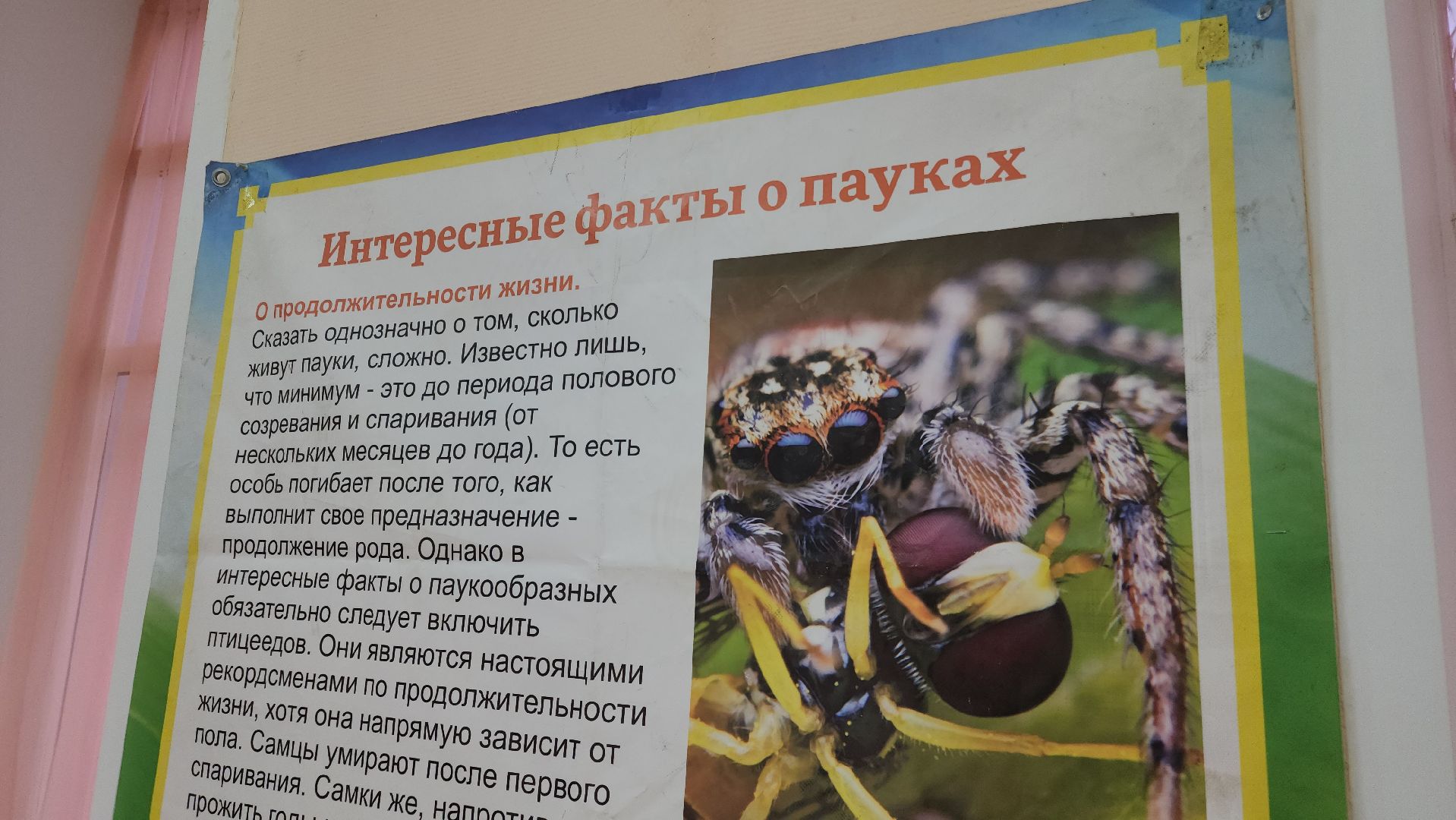 выставка экзотических насекомых, музеи подмосковья, ликино-дулево, орехово-зуевский округ,