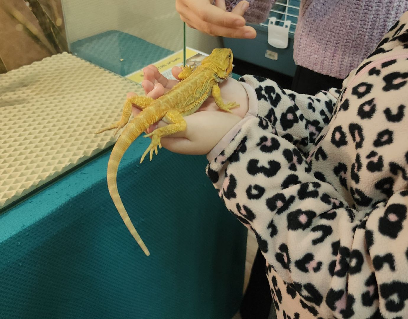 выставка экзотических насекомых, музеи подмосковья, ликино-дулево, орехово-зуевский округ,