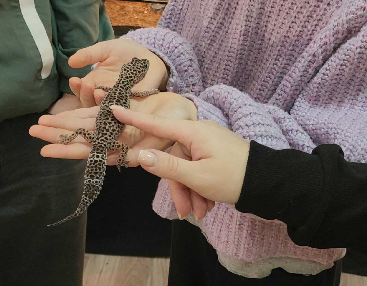 выставка экзотических насекомых, музеи подмосковья, ликино-дулево, орехово-зуевский округ,
