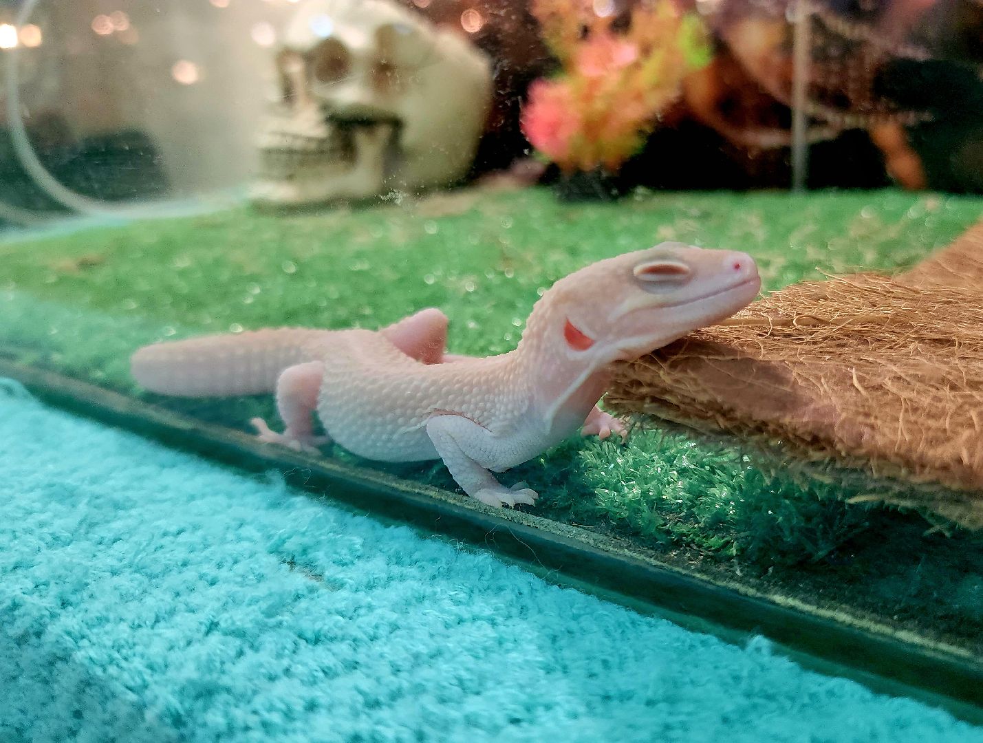 выставка экзотических насекомых, музеи подмосковья, ликино-дулево, орехово-зуевский округ,