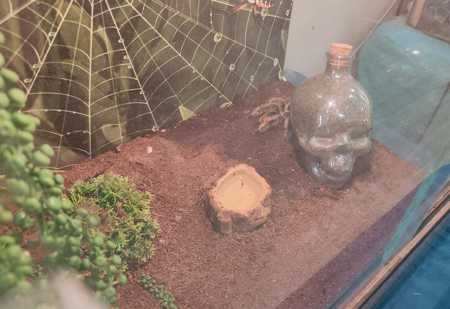 выставка экзотических насекомых, музеи подмосковья, ликино-дулево, орехово-зуевский округ,