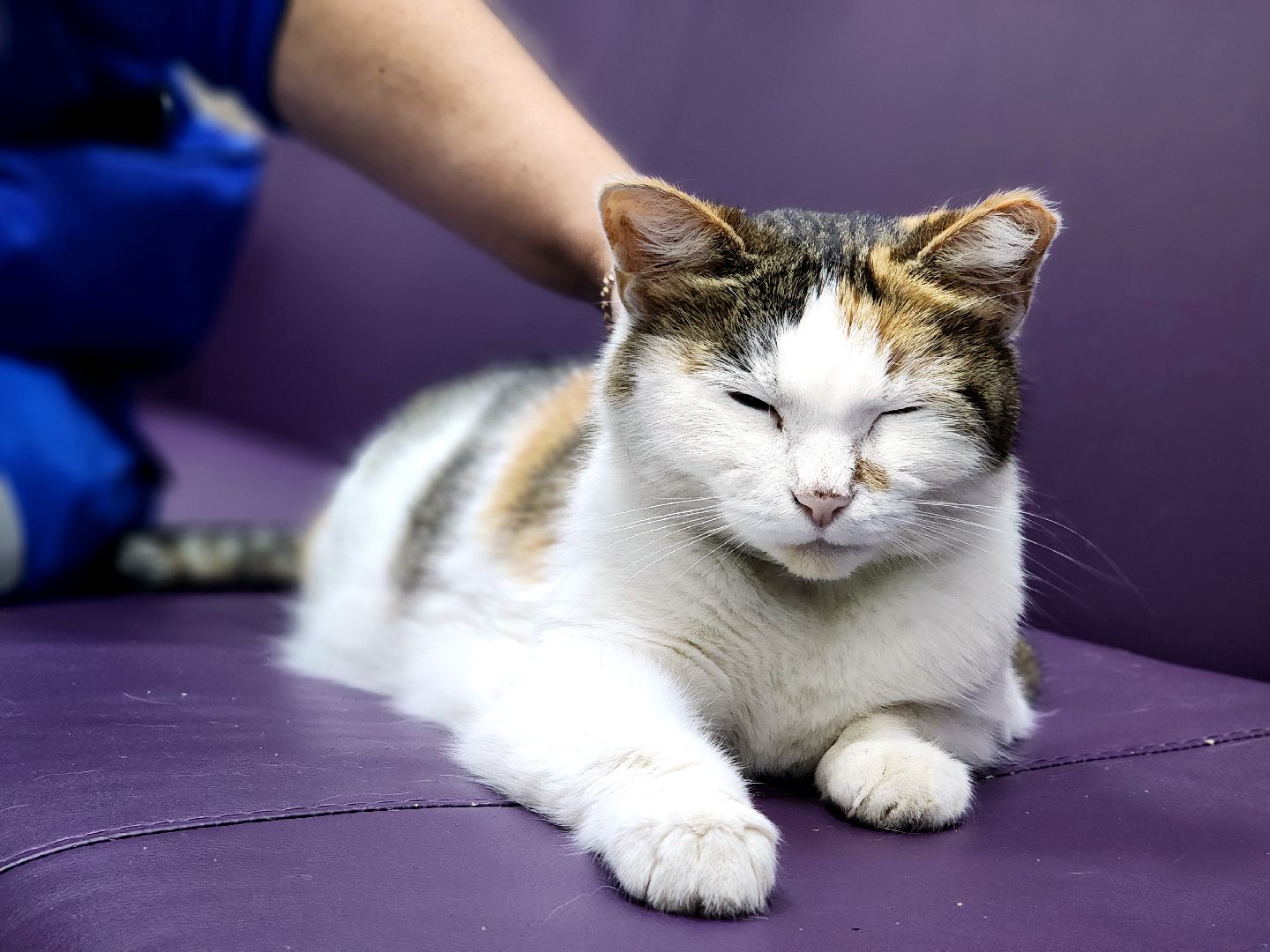 дубна, кошка, скорая помощь,