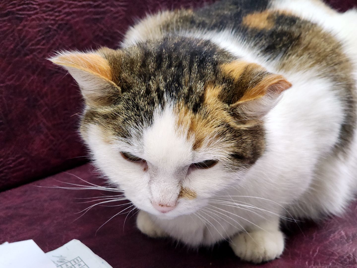 дубна, кошка, скорая помощь,