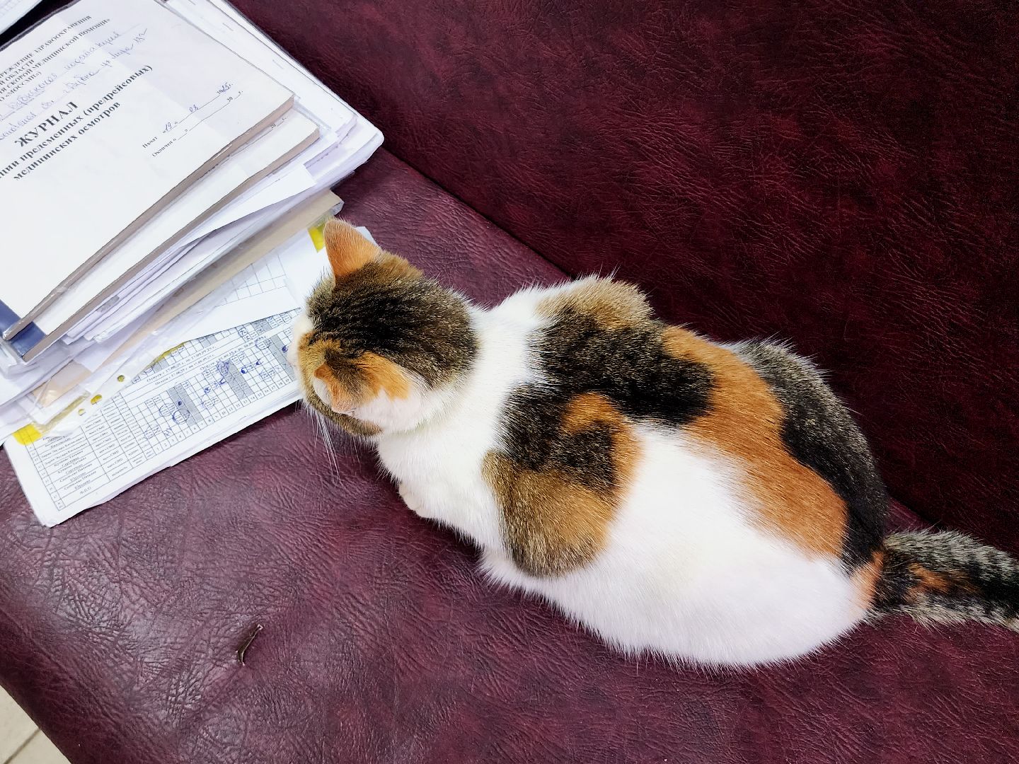 дубна, кошка, скорая помощь,