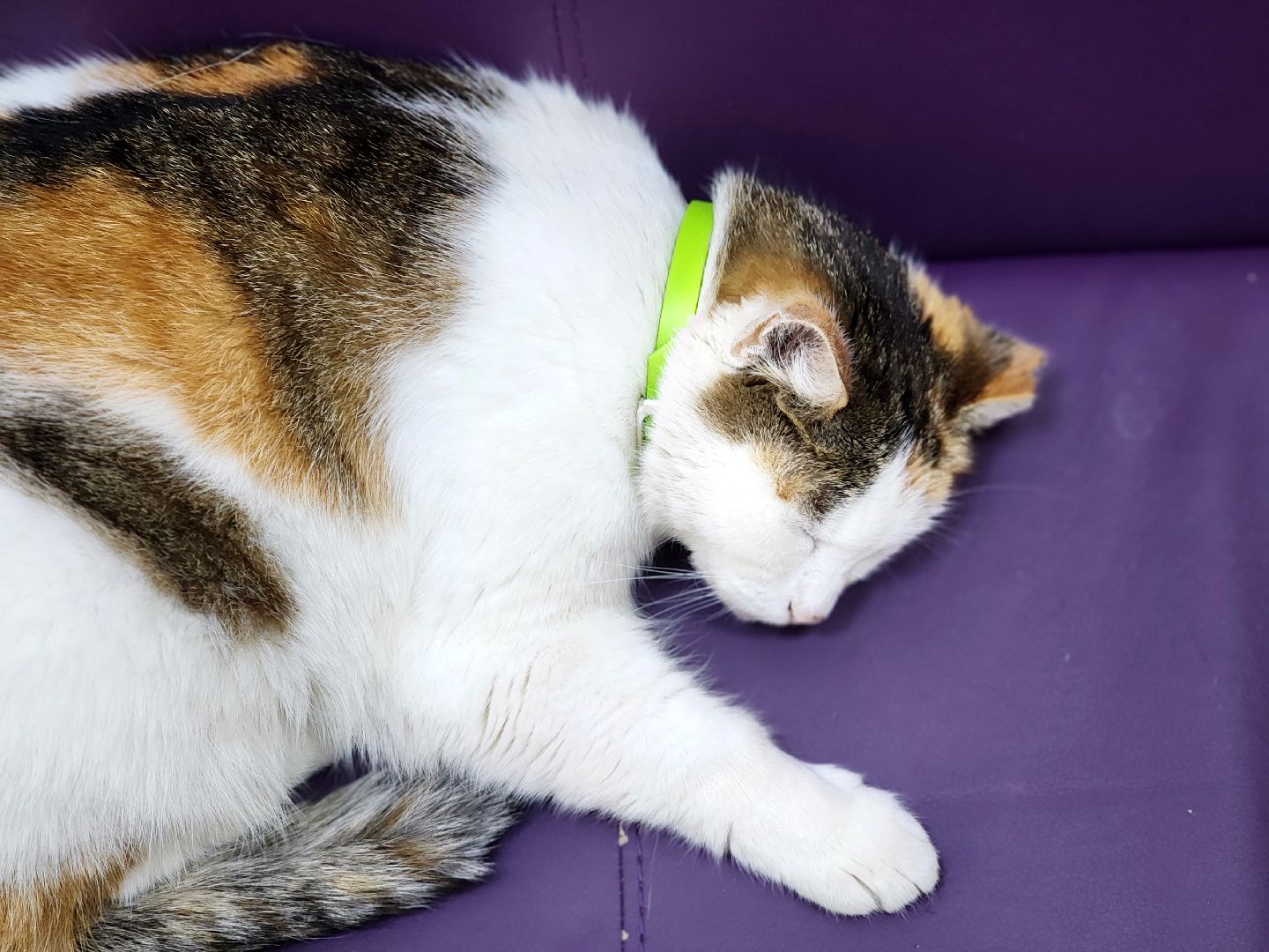 дубна, кошка, скорая помощь,