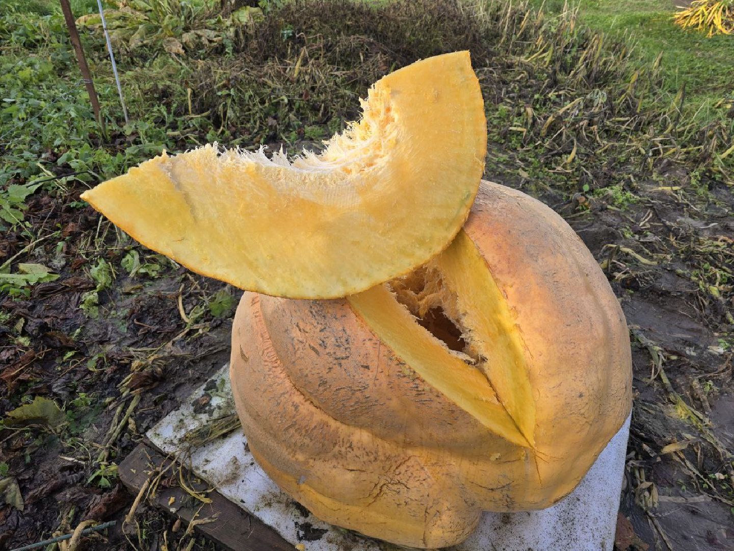 можайск, можайский муниципальный округ, подмосковье, общество, овощи-гиганты, огород, урожай,