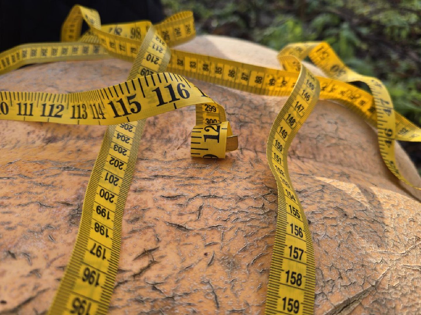 можайск, можайский муниципальный округ, подмосковье, общество, овощи-гиганты, огород, урожай,