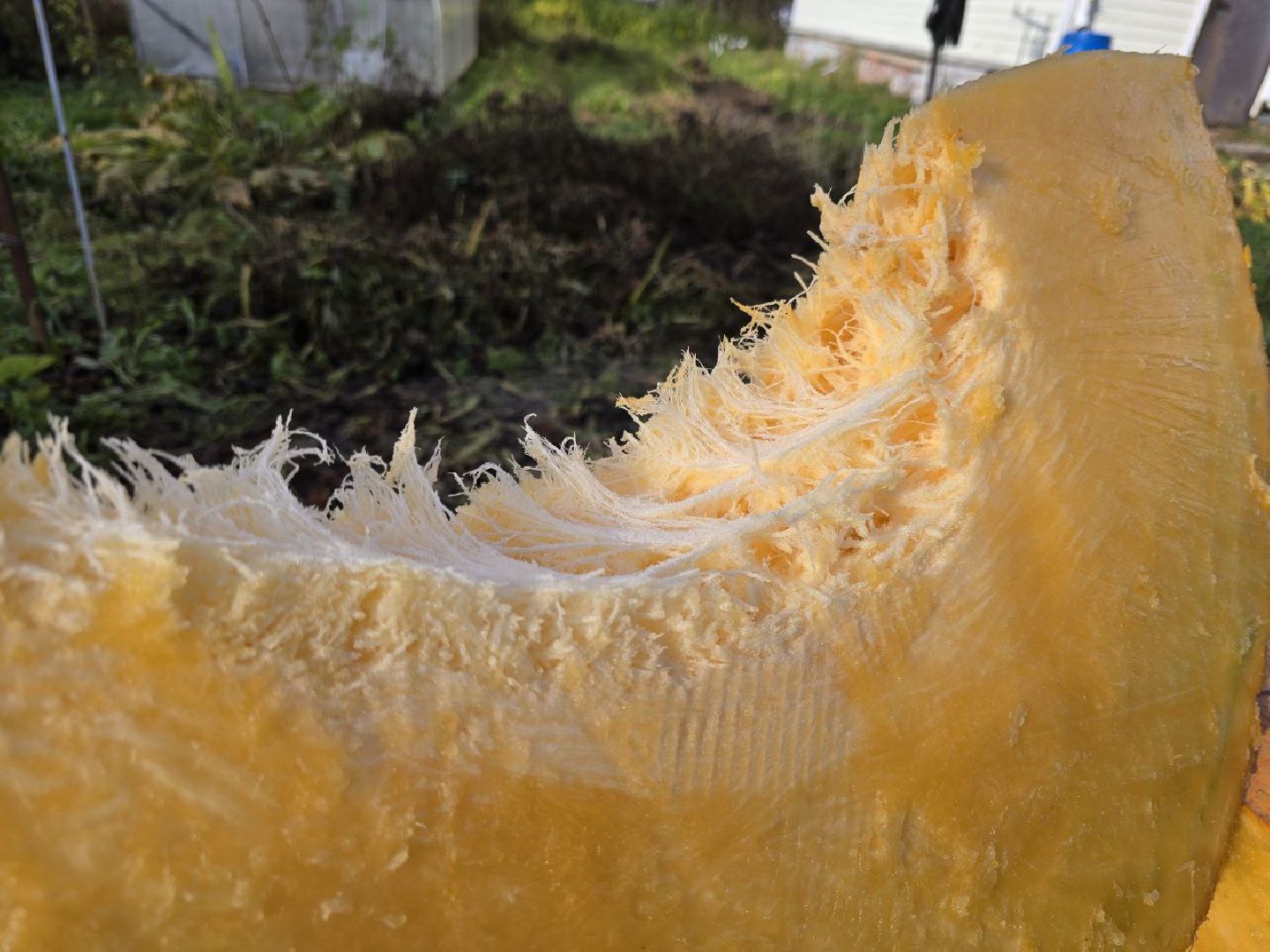 можайск, можайский муниципальный округ, подмосковье, общество, овощи-гиганты, огород, урожай,