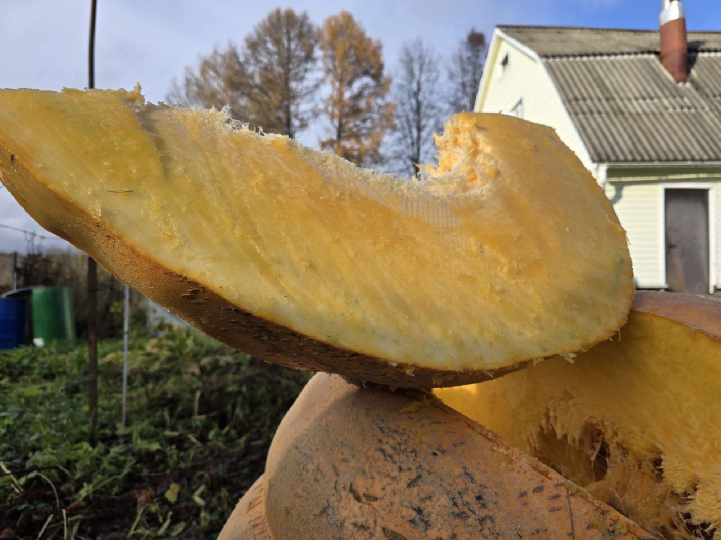 можайск, можайский муниципальный округ, подмосковье, общество, овощи-гиганты, огород, урожай,