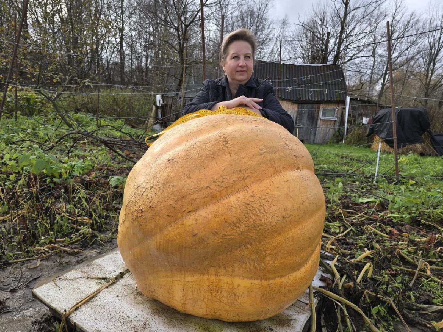 можайск, можайский муниципальный округ, подмосковье, общество, овощи-гиганты, огород, урожай,
