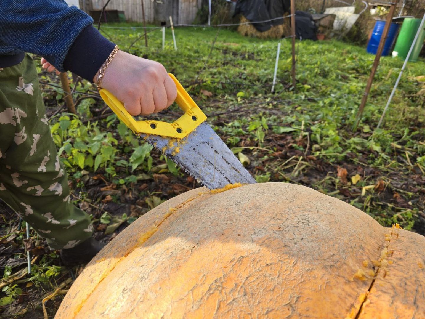 можайск, можайский муниципальный округ, подмосковье, общество, овощи-гиганты, огород, урожай,
