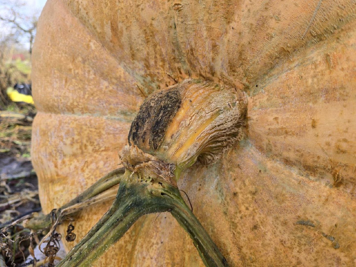 можайск, можайский муниципальный округ, подмосковье, общество, овощи-гиганты, огород, урожай,