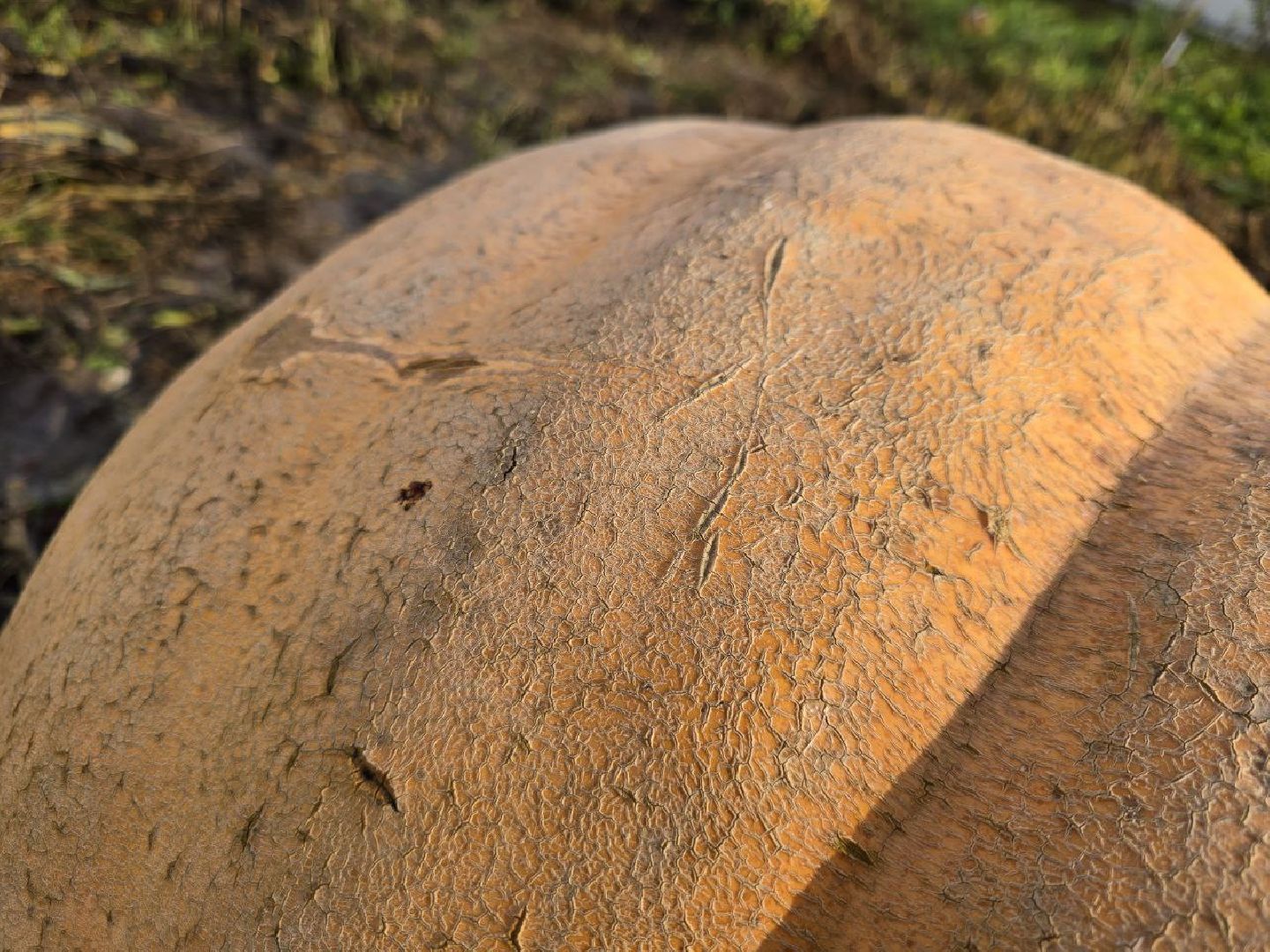 можайск, можайский муниципальный округ, подмосковье, общество, овощи-гиганты, огород, урожай,