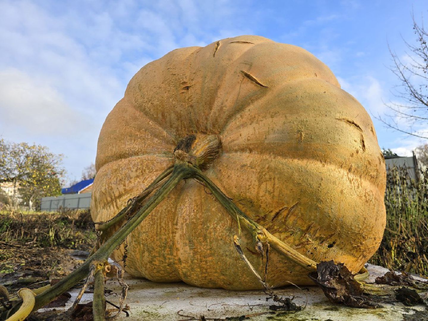 можайск, можайский муниципальный округ, подмосковье, общество, овощи-гиганты, огород, урожай,