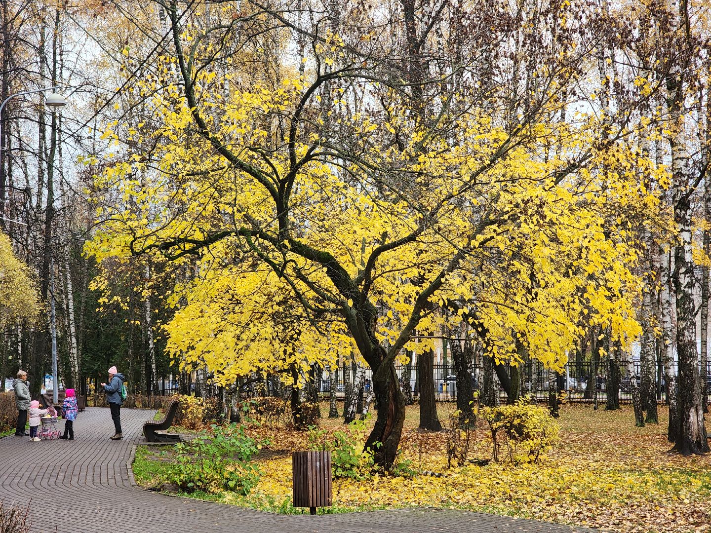 королёв, центральный городской парк, благоустройство, осень, горзеленхозстрой,