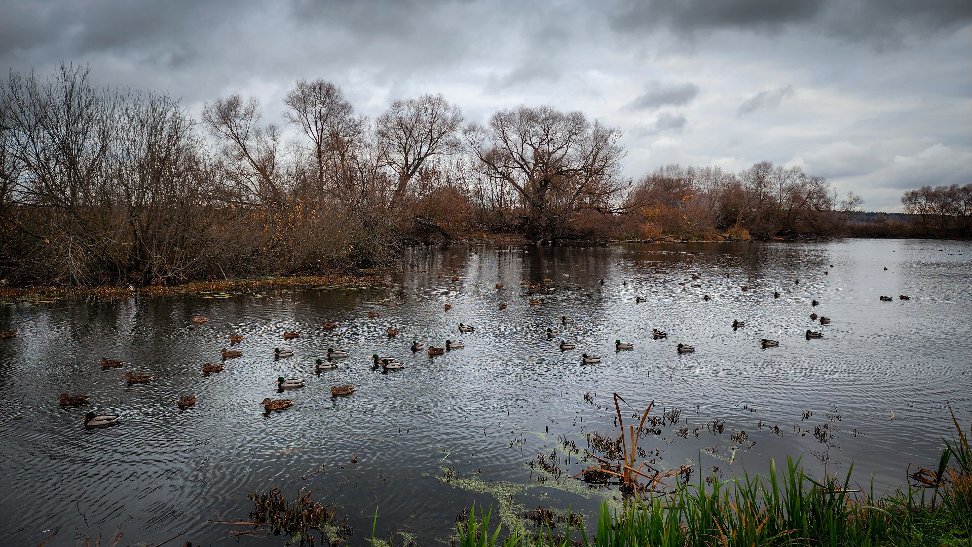 бронницы, парк бронницкий луг, выходные в парке, день народного единства в парке,
