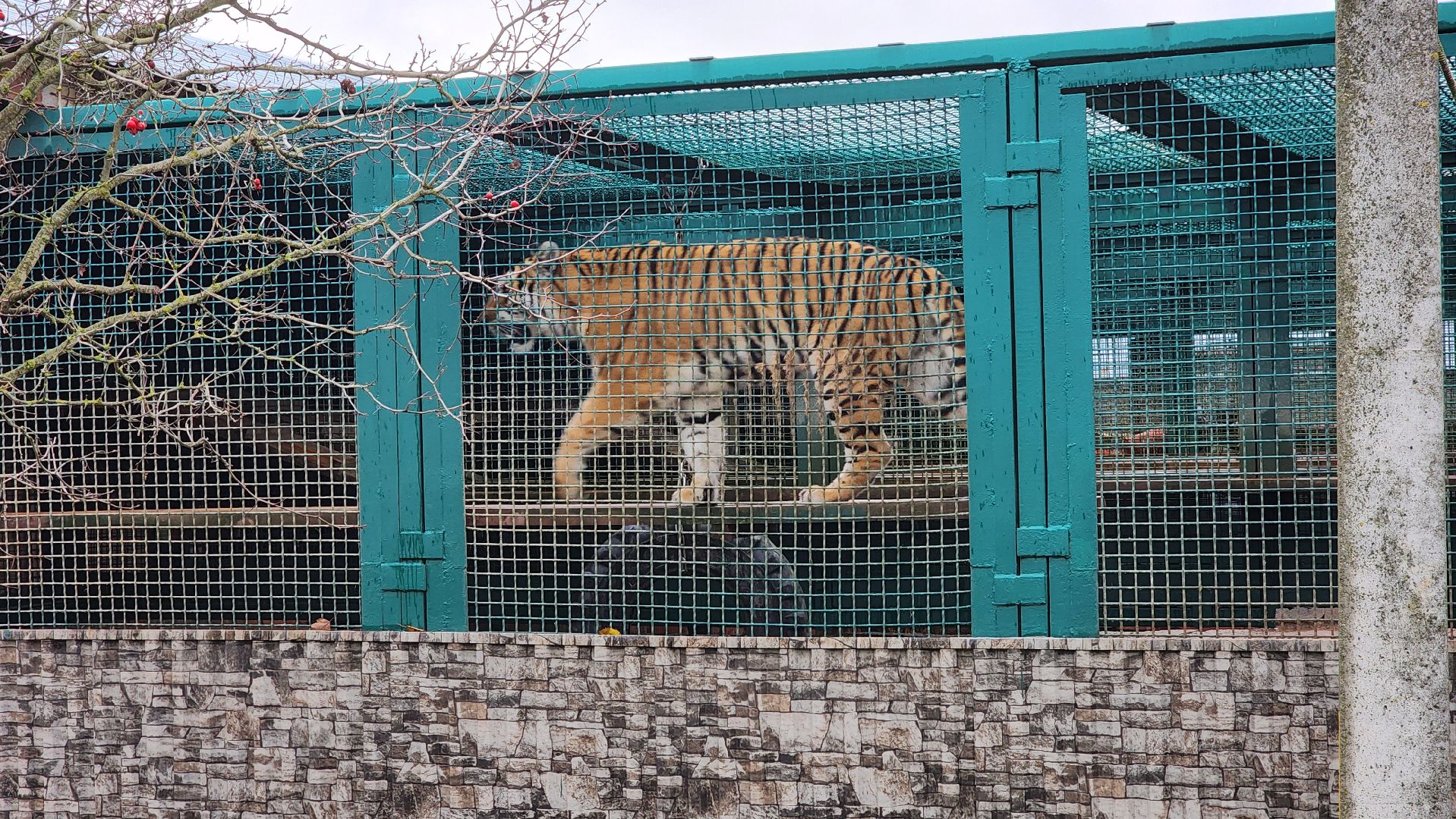 волоколамск, редкие виды животных, куда поехать,