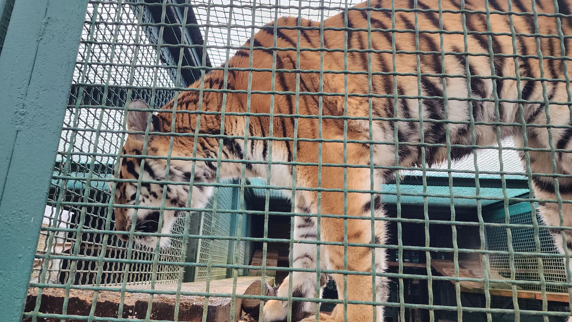 волоколамск, редкие виды животных, куда поехать,