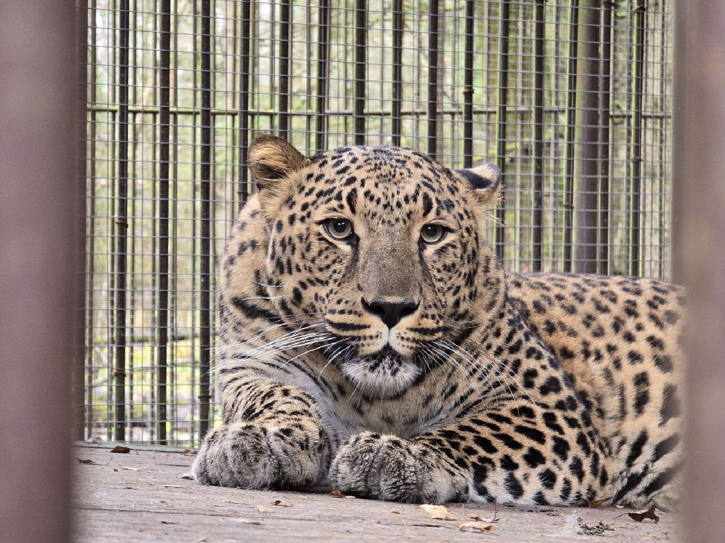 можайск, можайский муниципальный округ, подмосковье, туризм, парк тигров,  подмосковный сафари-парк, тигры, дикие кошки, туристы,хищники,