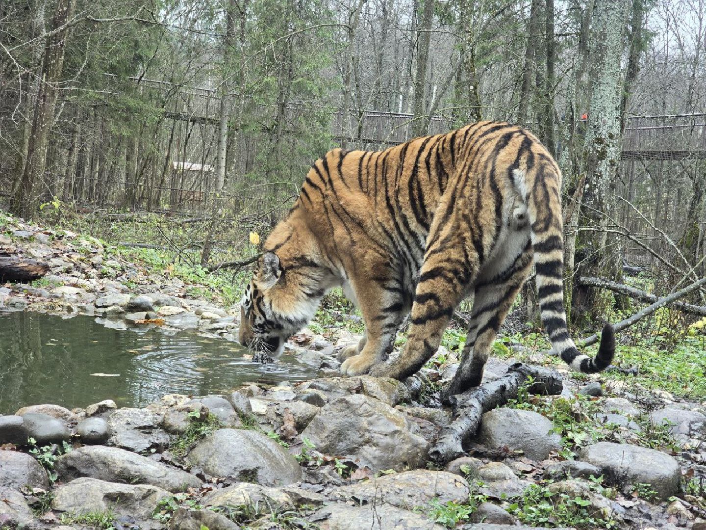 можайск, можайский муниципальный округ, подмосковье, туризм, парк тигров,  подмосковный сафари-парк, тигры, дикие кошки, туристы,хищники,