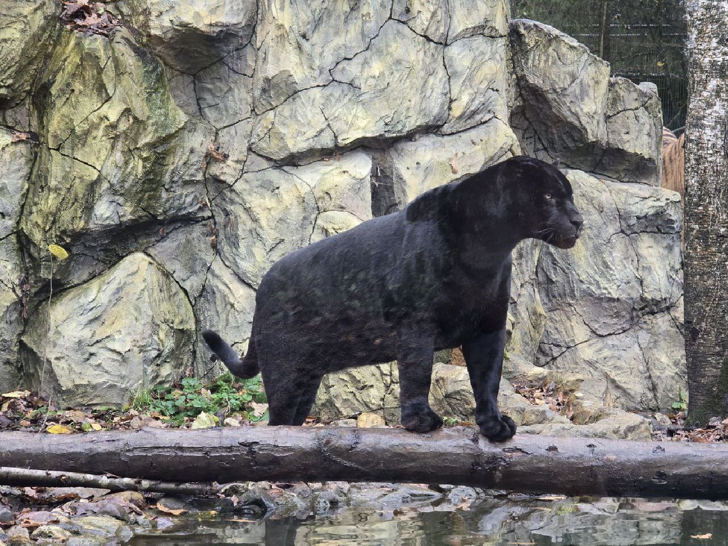 можайск, можайский муниципальный округ, подмосковье, туризм, парк тигров,  подмосковный сафари-парк, тигры, дикие кошки, туристы,хищники,