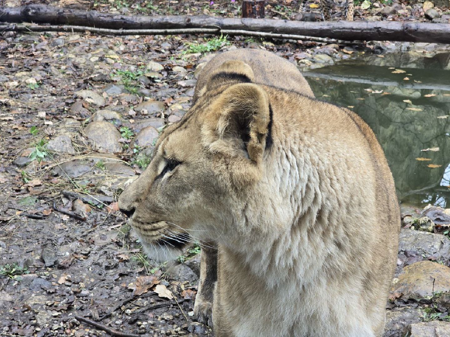 можайск, можайский муниципальный округ, подмосковье, туризм, парк тигров,  подмосковный сафари-парк, тигры, дикие кошки, туристы,хищники,