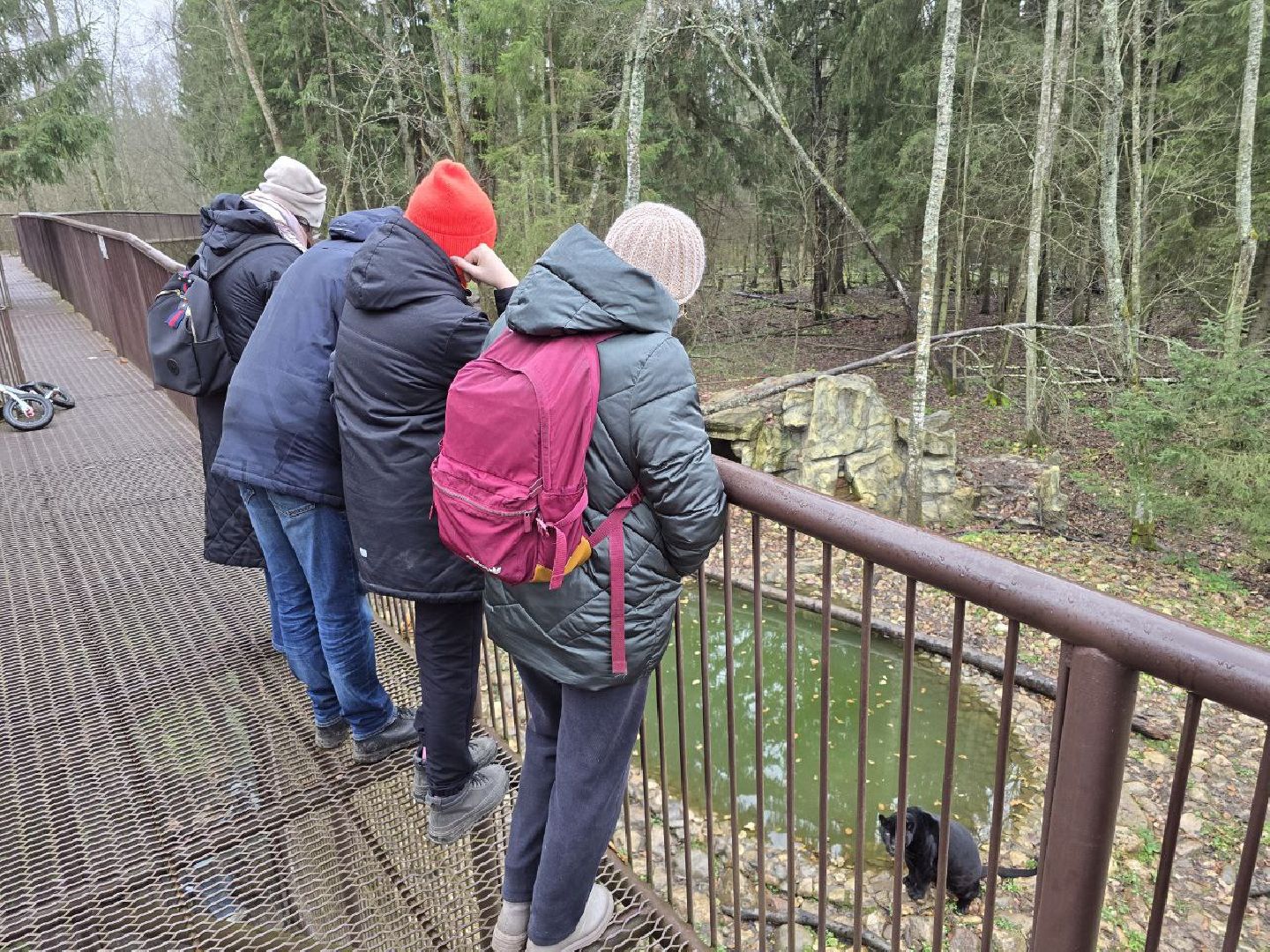 можайск, можайский муниципальный округ, подмосковье, туризм, парк тигров,  подмосковный сафари-парк, тигры, дикие кошки, туристы,хищники,