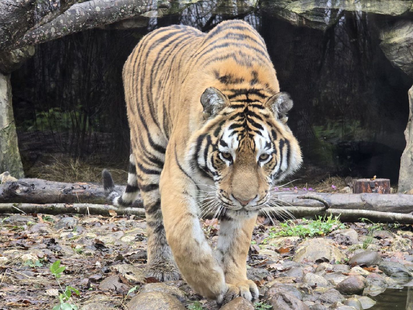 можайск, можайский муниципальный округ, подмосковье, туризм, парк тигров,  подмосковный сафари-парк, тигры, дикие кошки, туристы,хищники,