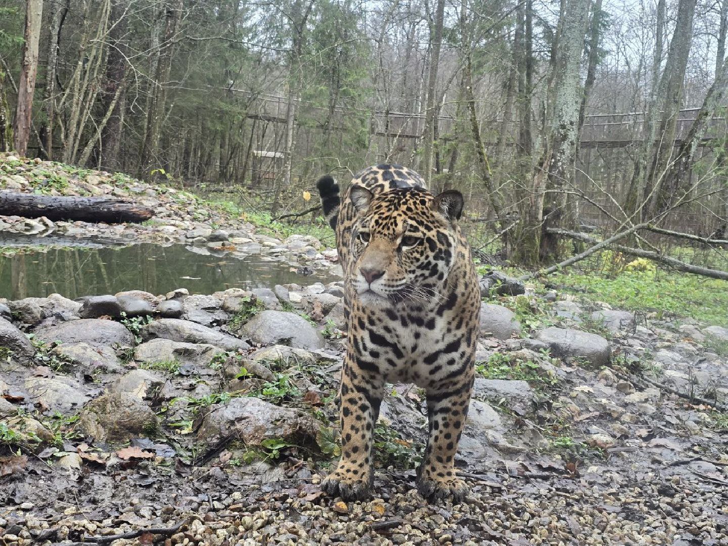 можайск, можайский муниципальный округ, подмосковье, туризм, парк тигров,  подмосковный сафари-парк, тигры, дикие кошки, туристы,хищники,