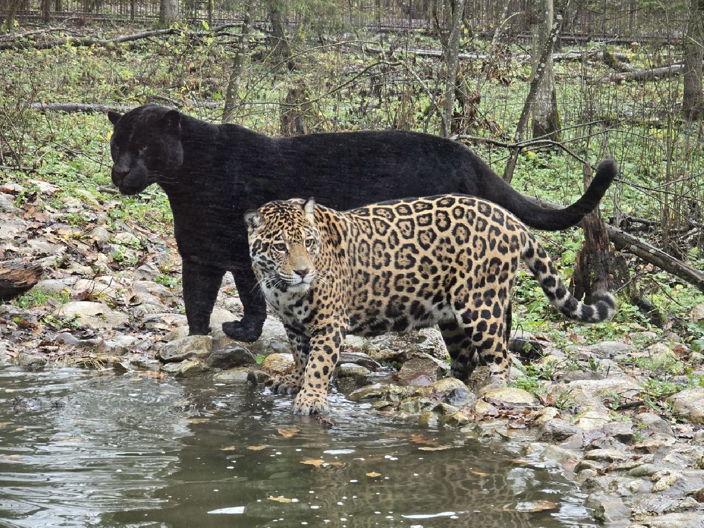 можайск, можайский муниципальный округ, подмосковье, туризм, парк тигров,  подмосковный сафари-парк, тигры, дикие кошки, туристы,хищники,